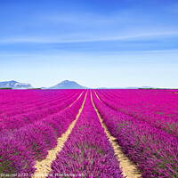 Buy canvas prints of Lavender flowers fields endless rows. Provence, France by Stefano Orazzini
