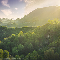Buy canvas prints of Prosecco Hills hogback, vineyards at sunset. Veneto, Italy by Stefano Orazzini
