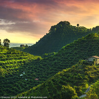 Buy canvas prints of Prosecco Hills, vineyards at sunset. Unesco Site. Veneto, Italy by Stefano Orazzini