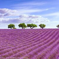 Buy canvas prints of Blooming lavender and trees on the top of the hill. Provence by Stefano Orazzini