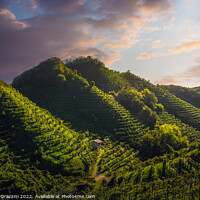 Buy canvas prints of Prosecco Hills, vineyards after sunrise. Unesco Site. Italy by Stefano Orazzini