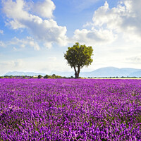 Buy canvas prints of Lavender field and lonely tree. Provence, France by Stefano Orazzini