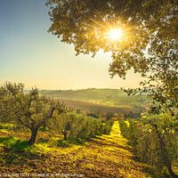 Buy canvas prints of Maremma countryside panorama and olive grove at sunset. by Stefano Orazzini
