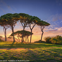 Buy canvas prints of Pine tree group close to sea and beach. Baratti, Tuscany. by Stefano Orazzini