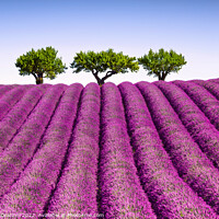 Buy canvas prints of Lavender field and trees on the top of the hill. Provence, France by Stefano Orazzini