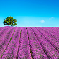 Buy canvas prints of Lavender and lonely tree on the top of the hill. Provence, France by Stefano Orazzini