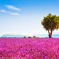 Buy canvas prints of Lavender in bloom and lonely tree. Provence, France by Stefano Orazzini