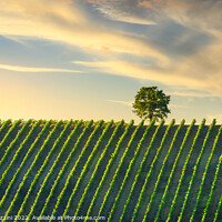 Buy canvas prints of Vineyard and a tree at sunset. Castellina in Chianti, Tuscany by Stefano Orazzini