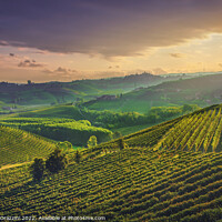 Buy canvas prints of Langhe vineyards at sunrise. Neive, Piedmont. by Stefano Orazzini