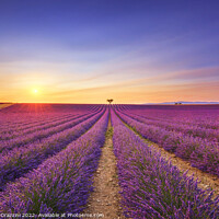 Buy canvas prints of Lavender and lonely trees at sunset. Provence, France by Stefano Orazzini