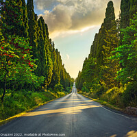 Buy canvas prints of Bolgheri cypress trees boulevard at sunset. by Stefano Orazzini
