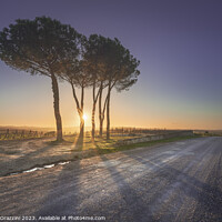 Buy canvas prints of Route of the via Francigena. Stone pine trees at sunset. Tuscany by Stefano Orazzini