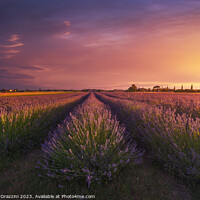 Buy canvas prints of Lavender flowers fields and beautiful sunset. Marina di Cecina,  by Stefano Orazzini