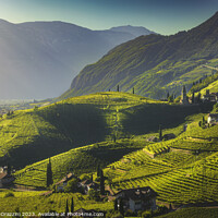 Buy canvas prints of Vineyards view in Santa Maddalena, Bolzano. South Tyrol by Stefano Orazzini