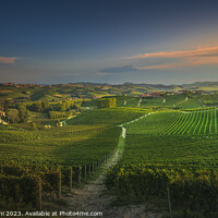 Buy canvas prints of Langhe, path among the vineyards at sunset, La Morra, Piedmont,  by Stefano Orazzini