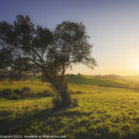 Buy canvas prints of Olive tree at sunset. Maremma countryside landscape. Tuscany by Stefano Orazzini