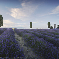 Buy canvas prints of Lavender fields and trees at sunset. Orciano, Tuscany, Italy by Stefano Orazzini