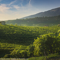 Buy canvas prints of Vineyards of Prosecco at sunset. Valdobbiadene, Italy by Stefano Orazzini