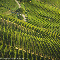 Buy canvas prints of Langhe, roads and trees among the vineyards, Piedmont, Italy by Stefano Orazzini