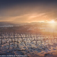 Buy canvas prints of Snow in the vineyards of Chianti at sunset near Siena, Italy by Stefano Orazzini