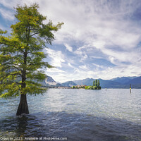 Buy canvas prints of A tree in the water and Isola dei Pescatori in the background. L by Stefano Orazzini