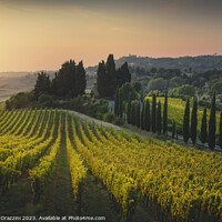 Buy canvas prints of Maremma landscape. Vineyards at sunset. Tuscany by Stefano Orazzini