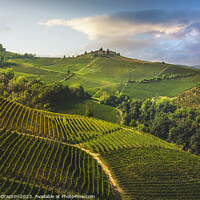 Buy canvas prints of Vineyards on the Langhe hills in the morning, Piedmont, Italy by Stefano Orazzini