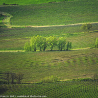 Buy canvas prints of Landscape with vineyards and trees in Montepulciano. Tuscany by Stefano Orazzini