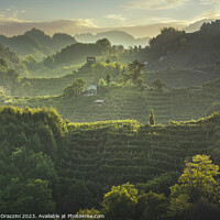 Buy canvas prints of Prosecco Hills hogback. Vineyards at sunset. Veneto, Italy by Stefano Orazzini