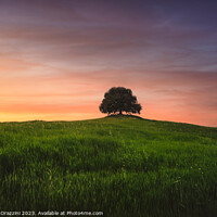 Buy canvas prints of Holm oak on top of the hill at sunset. Val d'Orcia, Tuscany by Stefano Orazzini