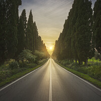 Buy canvas prints of The avenue of Bolgheri and the sun in the middle by Stefano Orazzini
