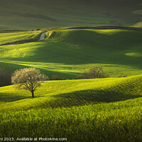 Buy canvas prints of Spring in Tuscany, rolling hills and trees. Pienza, Val d'Orcia by Stefano Orazzini