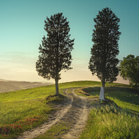 Buy canvas prints of Two trees on the route of the via Francigena. Tuscany by Stefano Orazzini