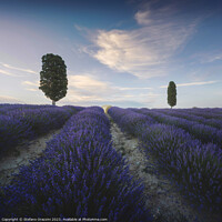 Buy canvas prints of Lavender field and two trees. Tuscany, Italy by Stefano Orazzini