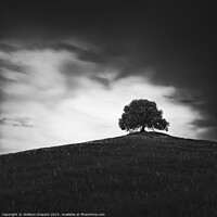 Buy canvas prints of The Holm Oak of Pieve a Salti by Stefano Orazzini