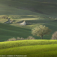Buy canvas prints of Spring in Tuscany, rolling hills and trees. Pienza, Italy by Stefano Orazzini