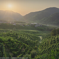 Buy canvas prints of Prosecco Hills, vineyards and Guia village at sunrise. Italy by Stefano Orazzini