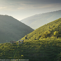 Buy canvas prints of Vineyards and a few small rural cottages on the Prosecco hills.  by Stefano Orazzini
