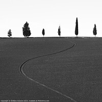 Buy canvas prints of Six different trees and a furrow by Stefano Orazzini