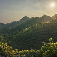 Buy canvas prints of Vineyards of Prosecco Hills at sunset. Italy by Stefano Orazzini