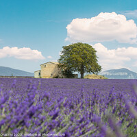 Buy canvas prints of Lavender field, a house, and a tree. Provence, France by Stefano Orazzini
