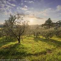 Buy canvas prints of Olive grove in Alta Maremma. Maremma, Tuscany by Stefano Orazzini