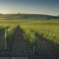 Buy canvas prints of Vineyards at sunset. Castellina in Chianti, Tuscany, Italy by Stefano Orazzini