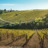 Buy canvas prints of Montalcino vineyards in autumn. Tuscany region, Italy by Stefano Orazzini
