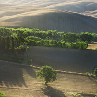 Buy canvas prints of Magnificent lighting over trees at sunrise. Val d'Orcia, Tuscany by Stefano Orazzini