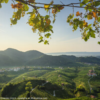 Buy canvas prints of Prosecco Hills, vineyards panorama. Italy by Stefano Orazzini