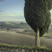 Buy canvas prints of Cypress and pine on the hills of the Crete Senesi. Tuscany by Stefano Orazzini