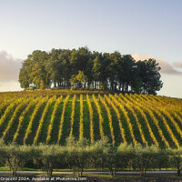 Buy canvas prints of Group of trees on a hill above a vineyard. Chianti, Tuscany by Stefano Orazzini
