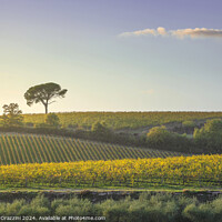 Buy canvas prints of Stone pine and vineyards, autumn landscape in Chianti region by Stefano Orazzini