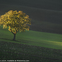 Buy canvas prints of Beautiful sunset light on a lonely tree in Tuscany. by Stefano Orazzini